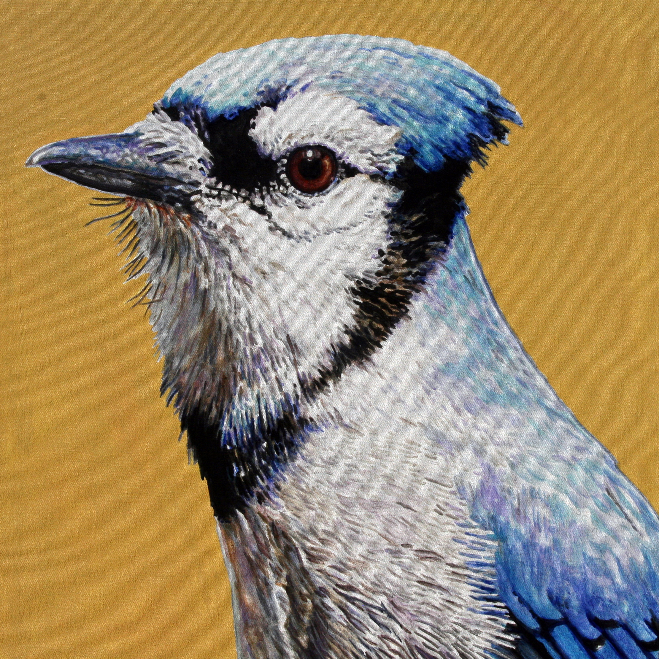 Blue Jay Portrait